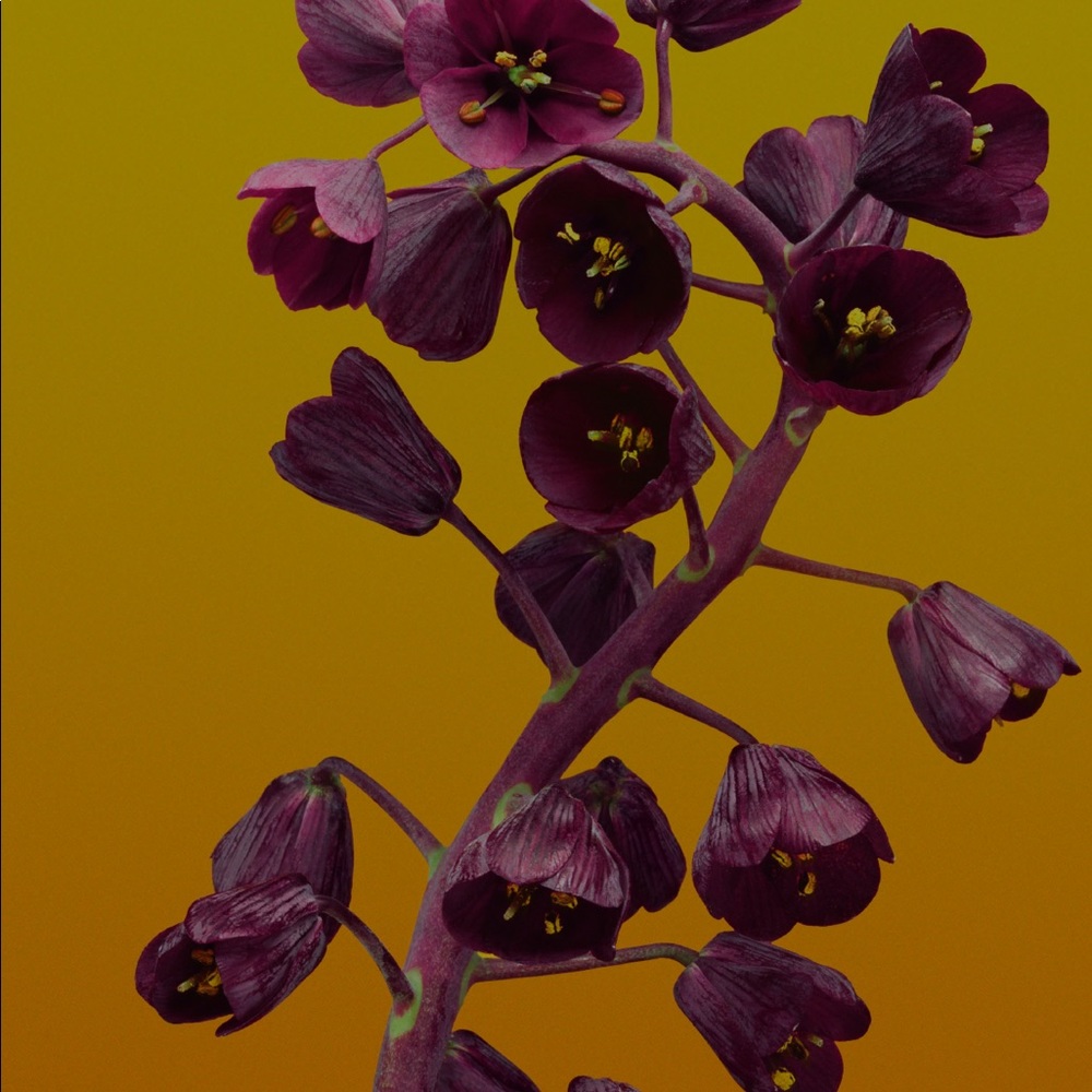 Meet your Posher, Adam